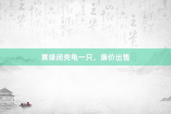 黄缘闭壳龟一只，廉价出售
